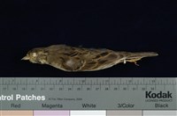 藏品(黑臉鵐)的圖片